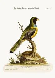 The Yellow-bellied Green Cuckow, 1749-73